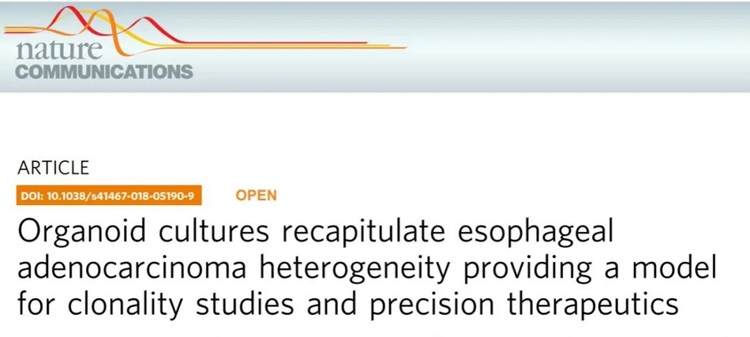 IF=16.6丨Nature Communications：类器官再现食管腺癌异质性，为克隆性研究和精准治疗提供实验模型