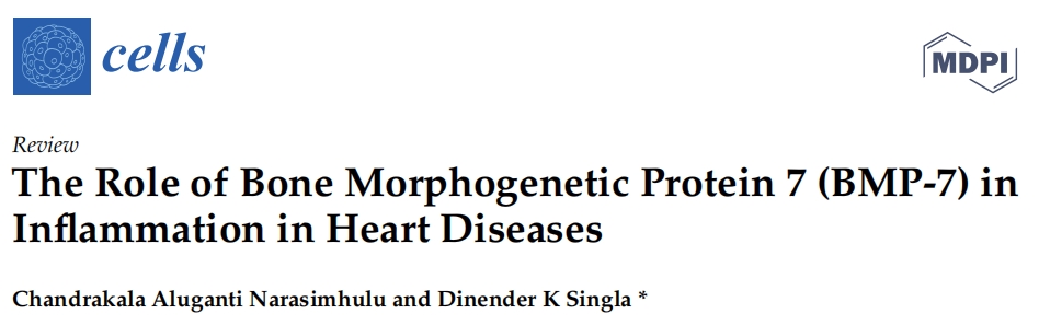 骨形态发生蛋白 7 (BMP7) 在心脏病炎症中的作用