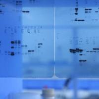 Cyanine5.5 抗人 CD365 (Tim-1) 抗体/PerCP