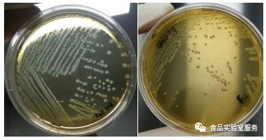 GB 8538中产气荚膜梭菌标准菌株复苏、活化、鉴定