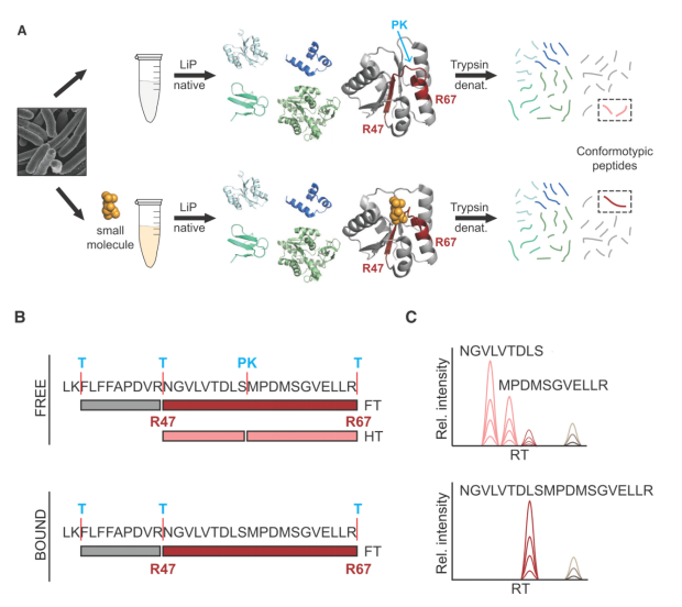 非标记小分子筛选蛋白靶标技术