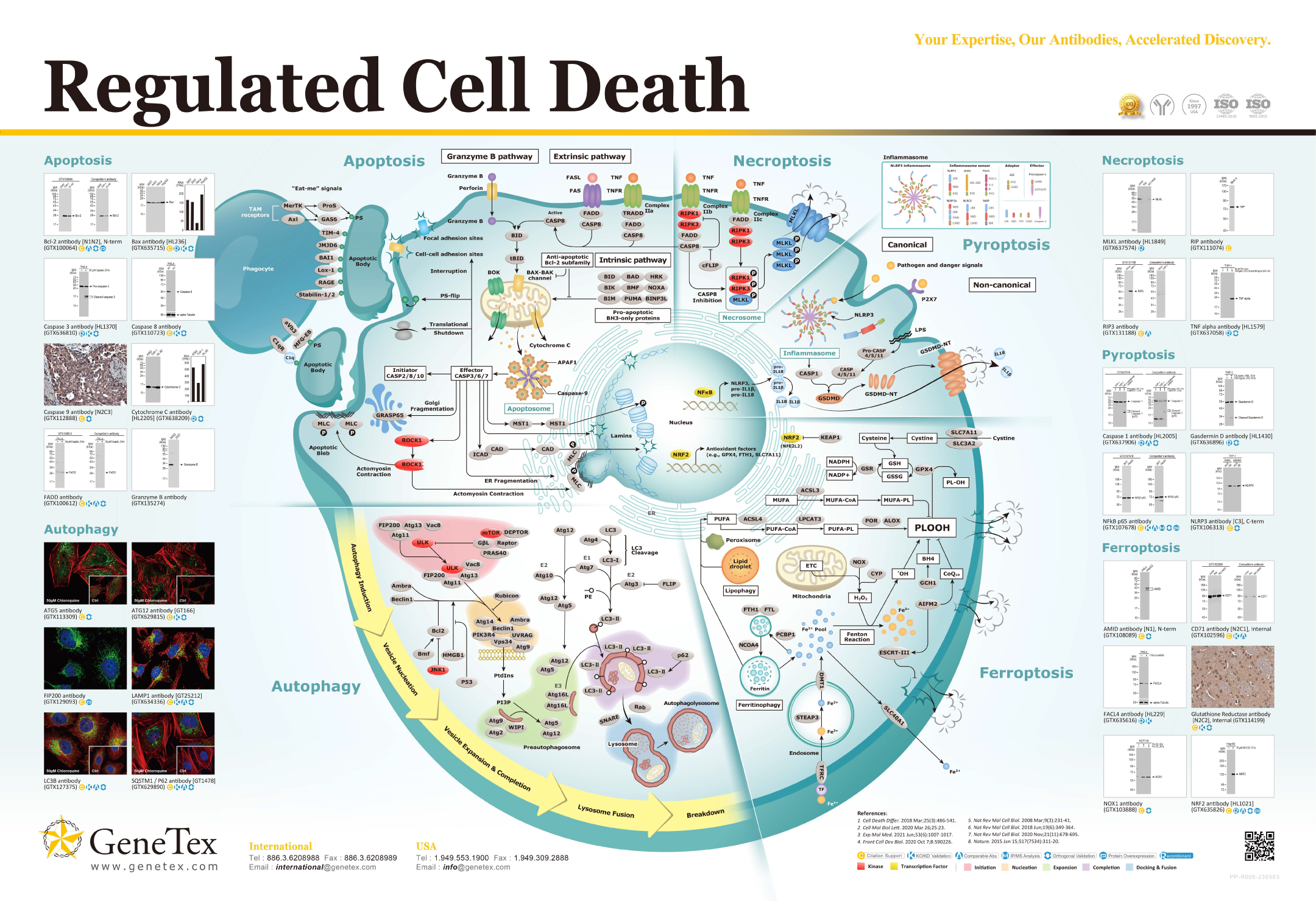 挂图 - 调节细胞死亡