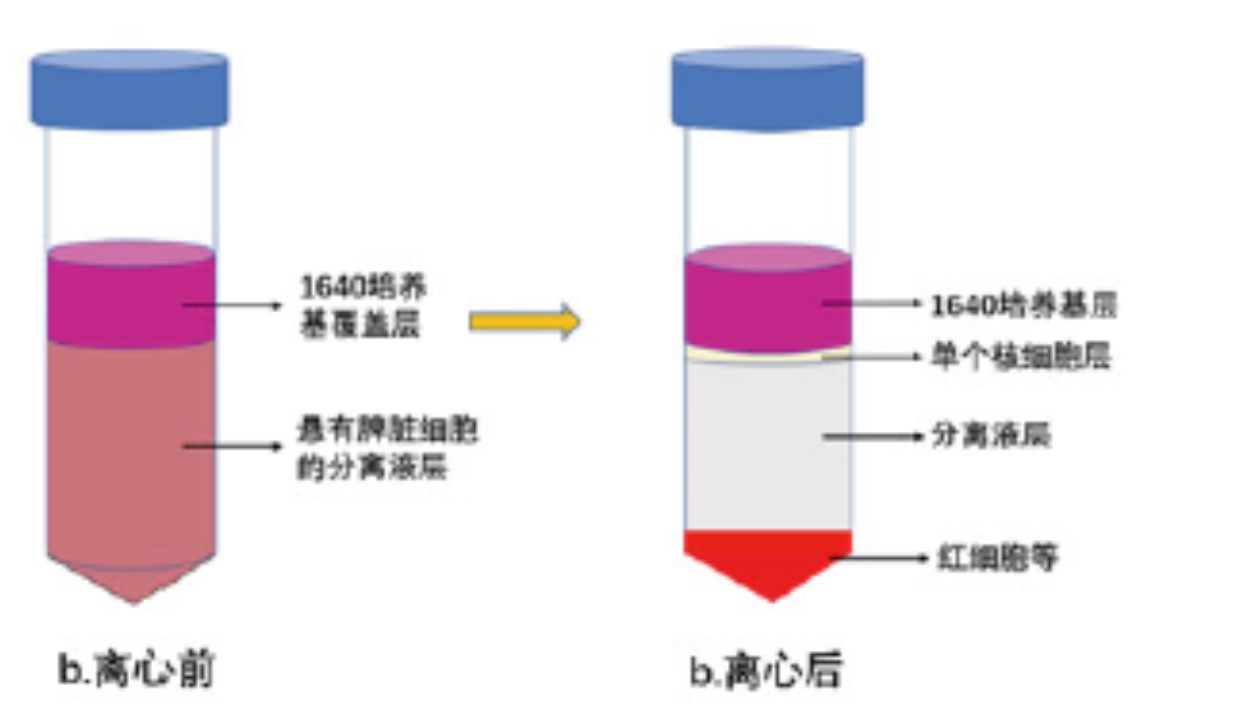 IPHASE/汇智和源24小时长效培养PBMC，保障细胞高活性