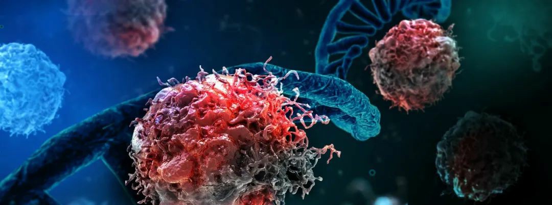 PARP聚腺苷二磷酸核糖聚合酶重组兔单克隆抗体