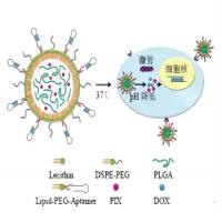 聚乙二醇衍生物应用脂质体纳米递送系统 PEG化脂质
