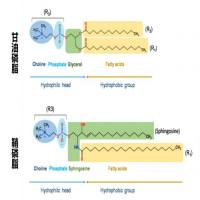 脂溶性药物包裹载药纳米颗粒 多功能药物载体