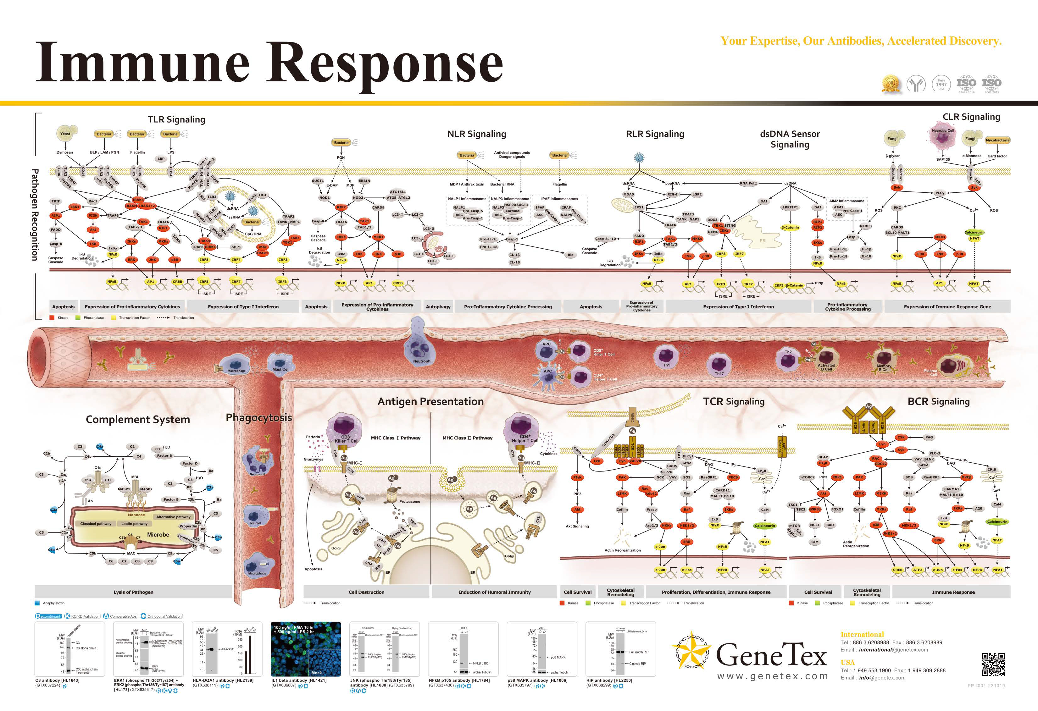 挂图 - 免疫反应