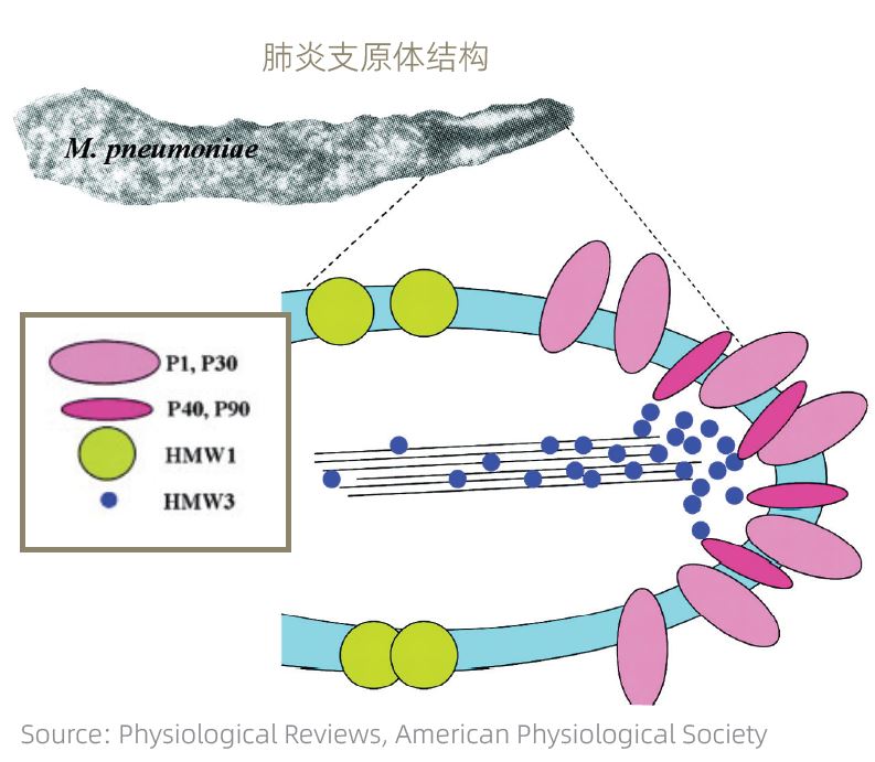 【推荐】肺支和肺衣| 不可忽视的呼吸道感染病原体诊断原料选择