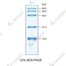 预染蛋白Marker III(MP204)(蓝色,18-94 kDa)
