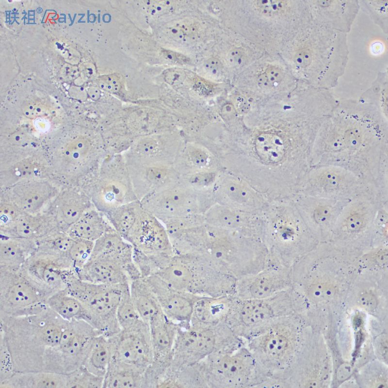 人外周血树突状细胞(DC细胞)