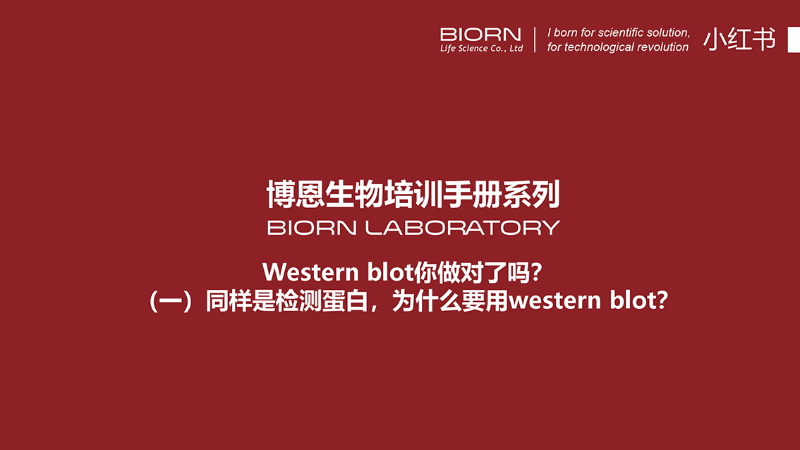 Western blot你做对了吗?（一）