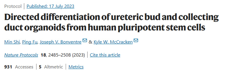 IF=13.491丨Nature Protocols：诱导人多能干细胞定向分化输尿管芽和肾集合管类器官