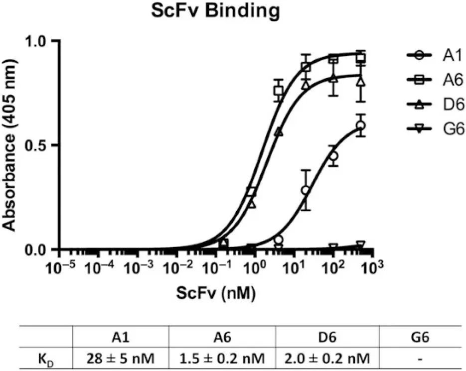 钙粘蛋白CDH：肿瘤靶点研究新秀