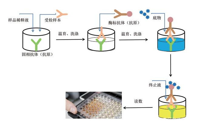 古朵快讯：双抗夹心法elisa实验原理和操作步骤