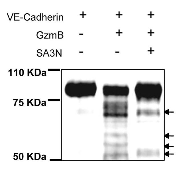 钙粘蛋白CDH：肿瘤靶点研究新秀