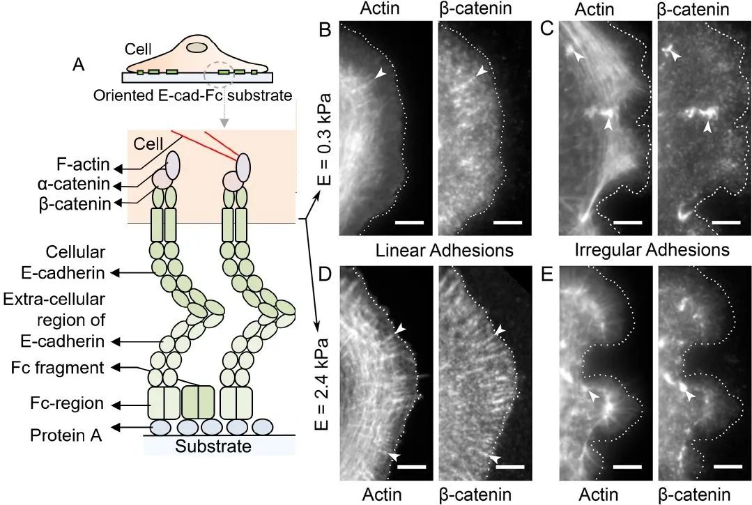钙粘蛋白CDH：肿瘤靶点研究新秀