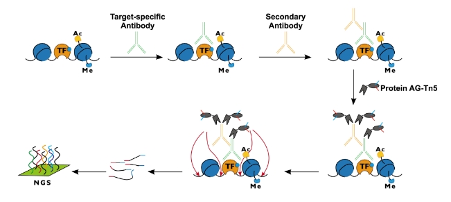 伯信好物推荐——CUT&Tag  Assay  Kit
