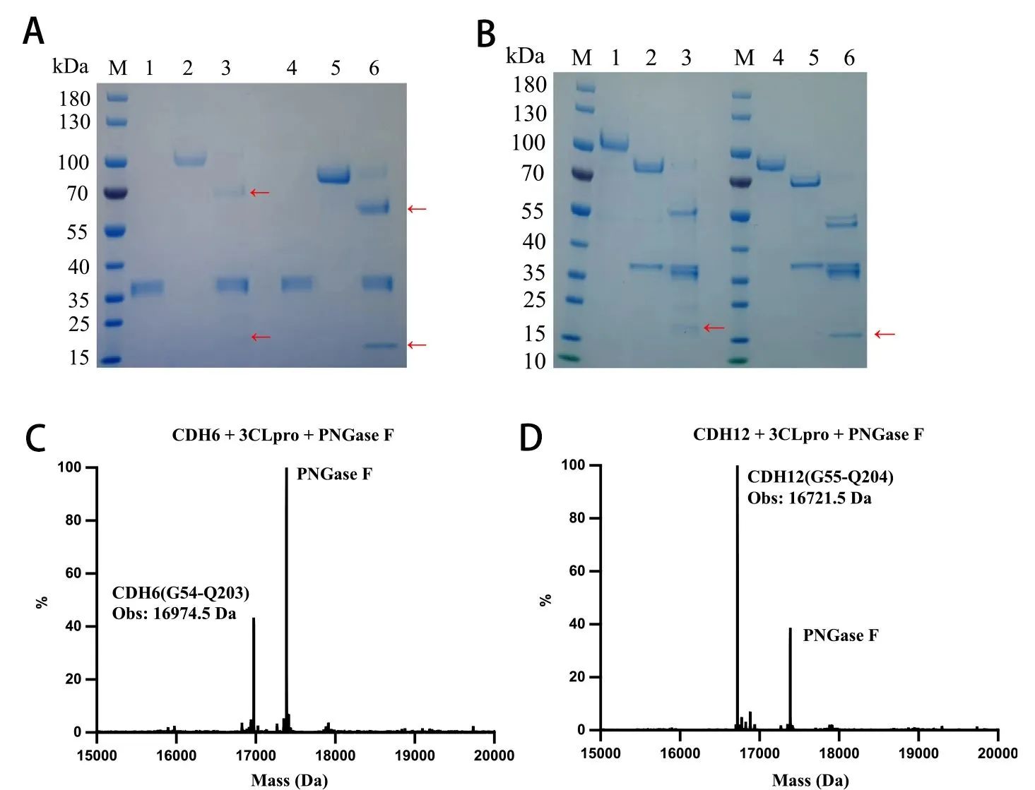 钙粘蛋白CDH：肿瘤靶点研究新秀