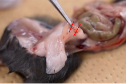 动物辅助生殖技术-体外授精 IVF