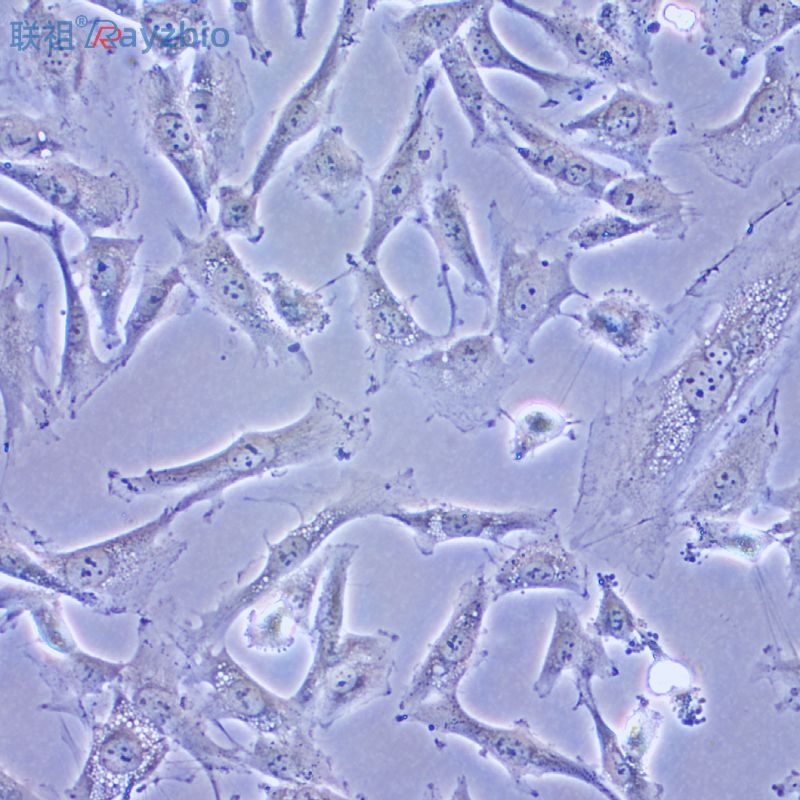 小鼠肝实质细胞