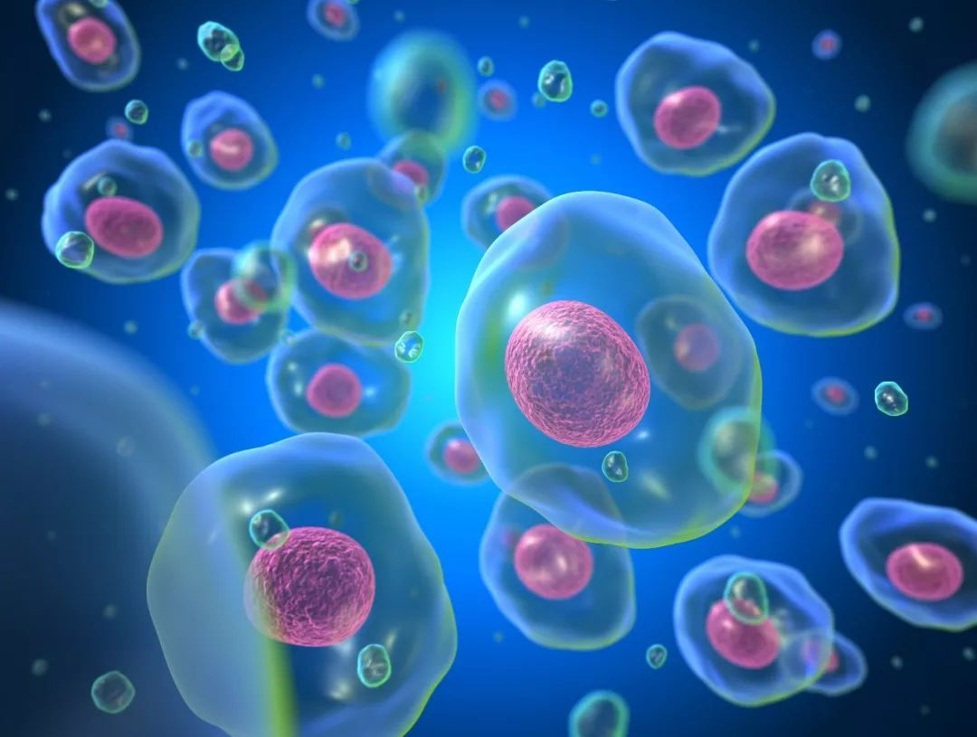 无动物源性！新型植物源成分助力CGT研发与生产