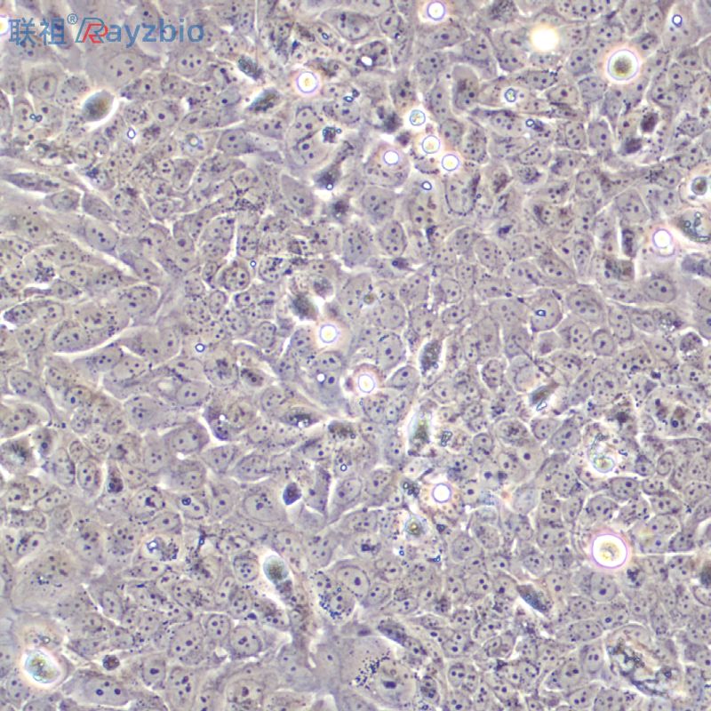 大鼠肝动脉内皮细胞