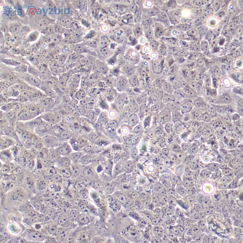 大鼠前列腺平滑肌细胞