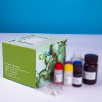 猪钙/钙调蛋白依赖性蛋白激酶Ⅱα(CAMK2a)ELISA测试盒