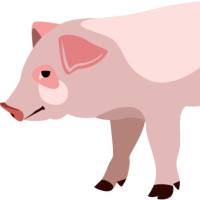 小型猪糖尿病模型