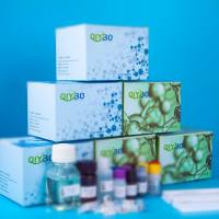 猪丝氨酸蛋白酶肽酶抑制因子B支成员10(SERPINB10)ELISA测试盒