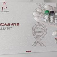 人基质金属蛋白酶1(MMP-1)ELISA试剂盒多种属供应,可定制