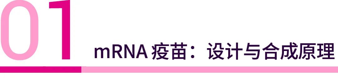 抗 COVID-19 的 mRNA 疫苗技术｜MedChemExpress (MCE)
