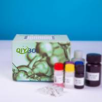 猪趋化因子C-C-基元受体10(CCR10)ELISA测试盒