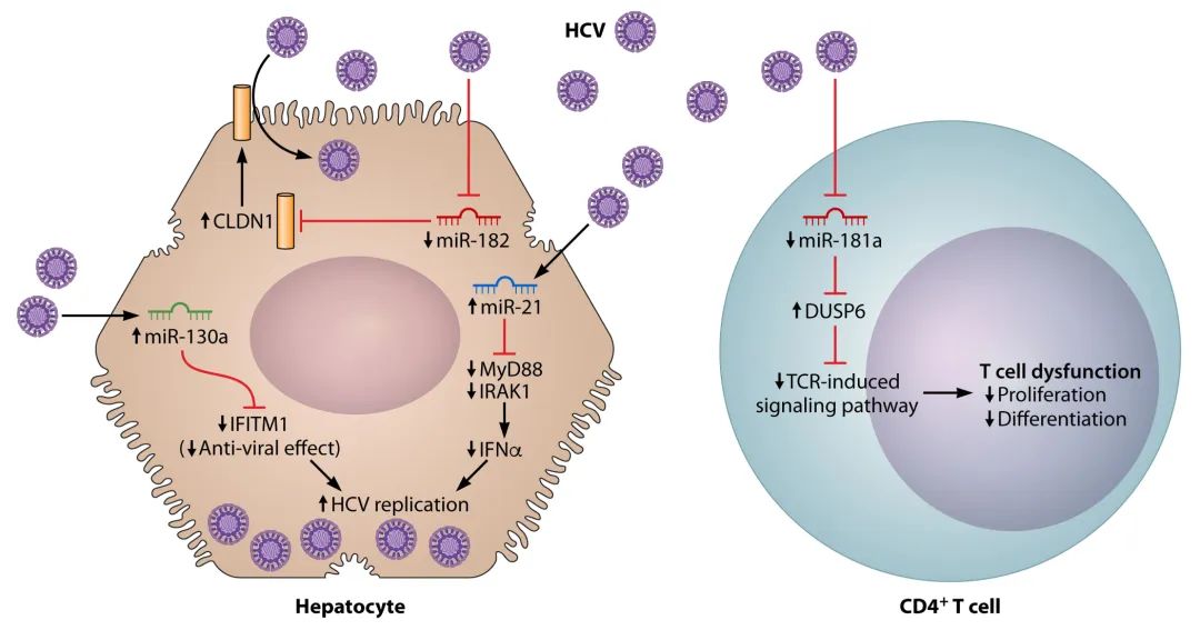 miRNA研究进展盘点丨20231103期