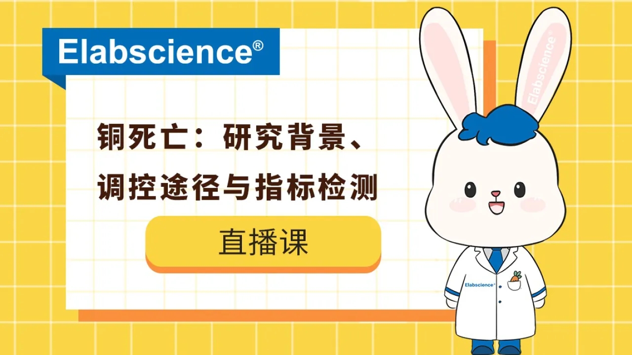 Elabscience细胞死亡大盘点-铜死亡