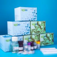 猪血小板反应蛋白解整合素金属肽酶2(ADAMTS2)ELISA测试盒