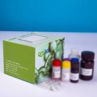 猪趋化因子C-C-基元受体4(CCR4)ELISA测试盒