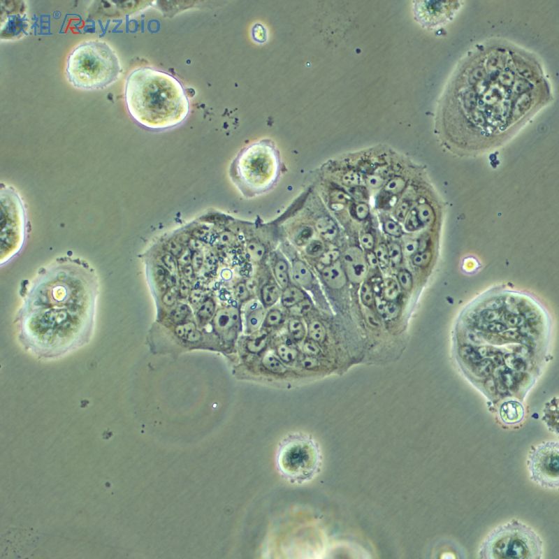 小鼠毛囊角质细胞