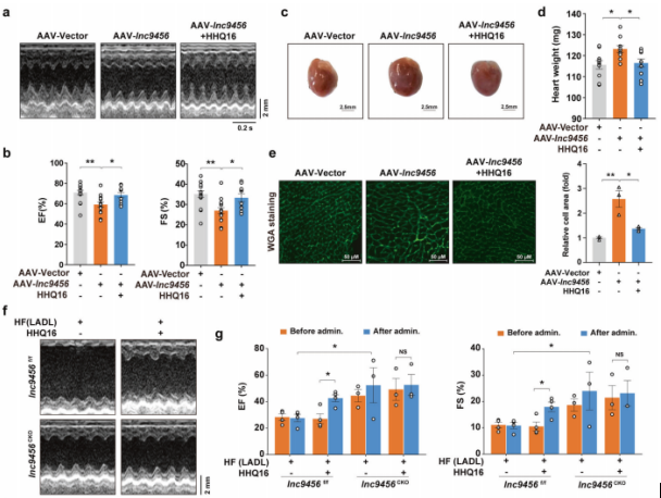 人类同源物lnc4012是hhq16的真正靶点作者发现lnc9456的同源物lnc