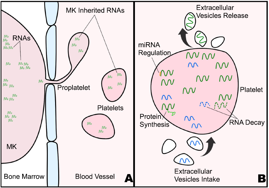 血小板转录组多变性的来源
