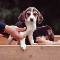 实验动物比格犬