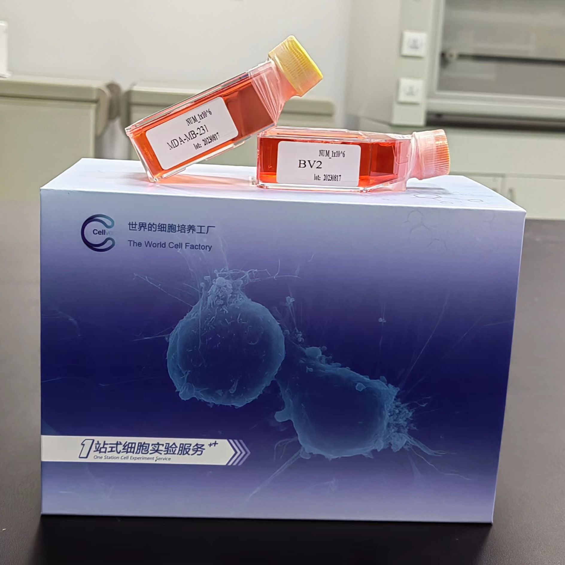 U2932 人B细胞淋巴瘤细胞  STR鉴定