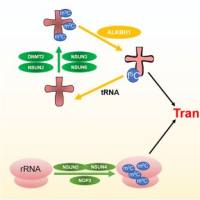 mRNA m5C BS-seq技术服务，绘制单碱基分辨率m5C修饰图谱