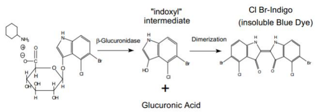 X-Gluc 5-溴-4-氯-3-吲哚葡萄糖苷 114162