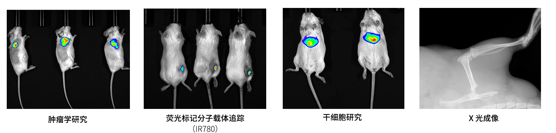 AniView600多模式动物活体成像系统