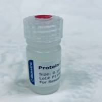 重组血管内皮生长因子B(VEGFB)Recombinant Vascular