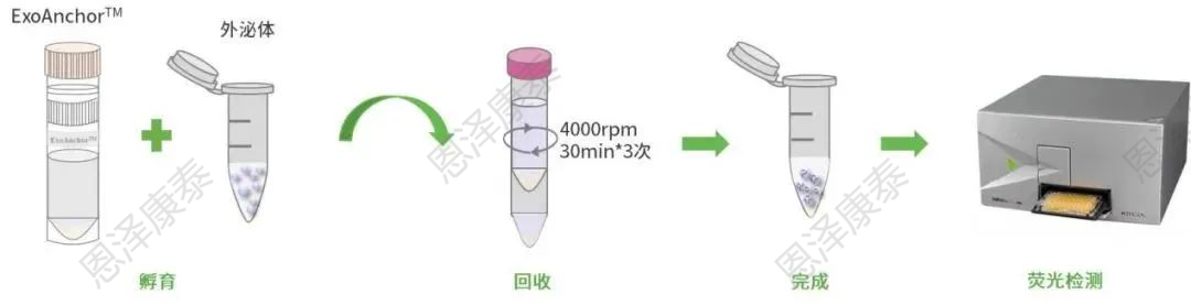 ExoBrooch®外泌体RVG靶向肽修饰试剂盒-靶向神经系