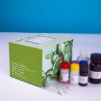 猪解整合素金属蛋白酶15(ADAM15)ELISA测试盒