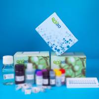 猪血管紧张素Ⅱ受体关联蛋白(AGTRAP)ELISA测试盒