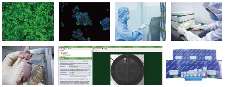 VIP 会员特价服务项目